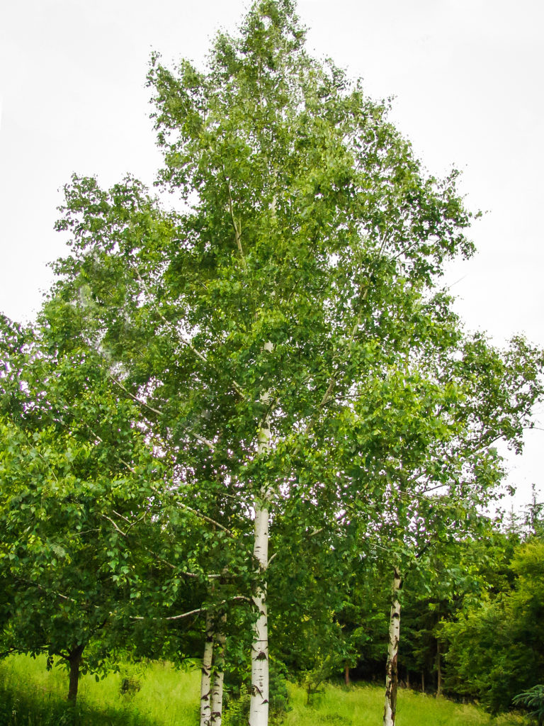 white birch shirts