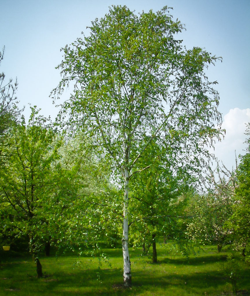 european-white-birch-trees-for-sale-the-tree-center