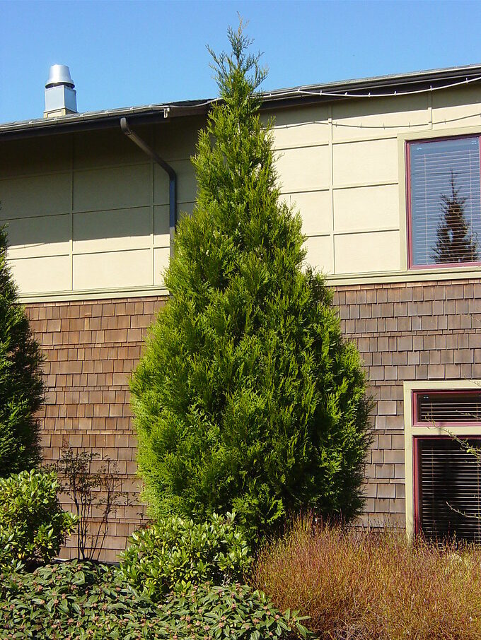 Excelsa Giant Arborvitae For Sale Online | The Tree Center