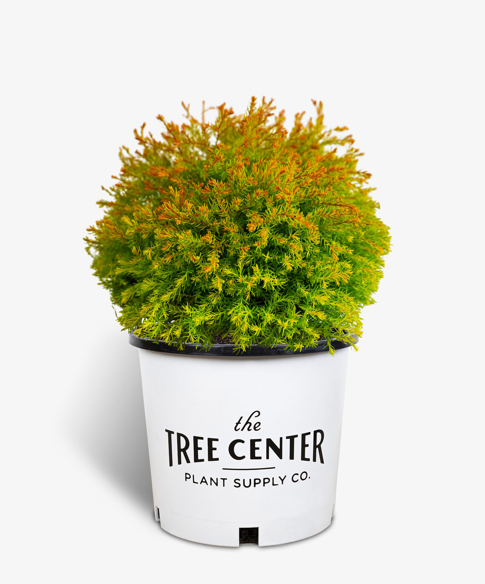 Fire Chief Arborvitae Trees For Sale Online The Tree Center   Fire Chief Arborvitae 3G 01 Copy 1701x2048 