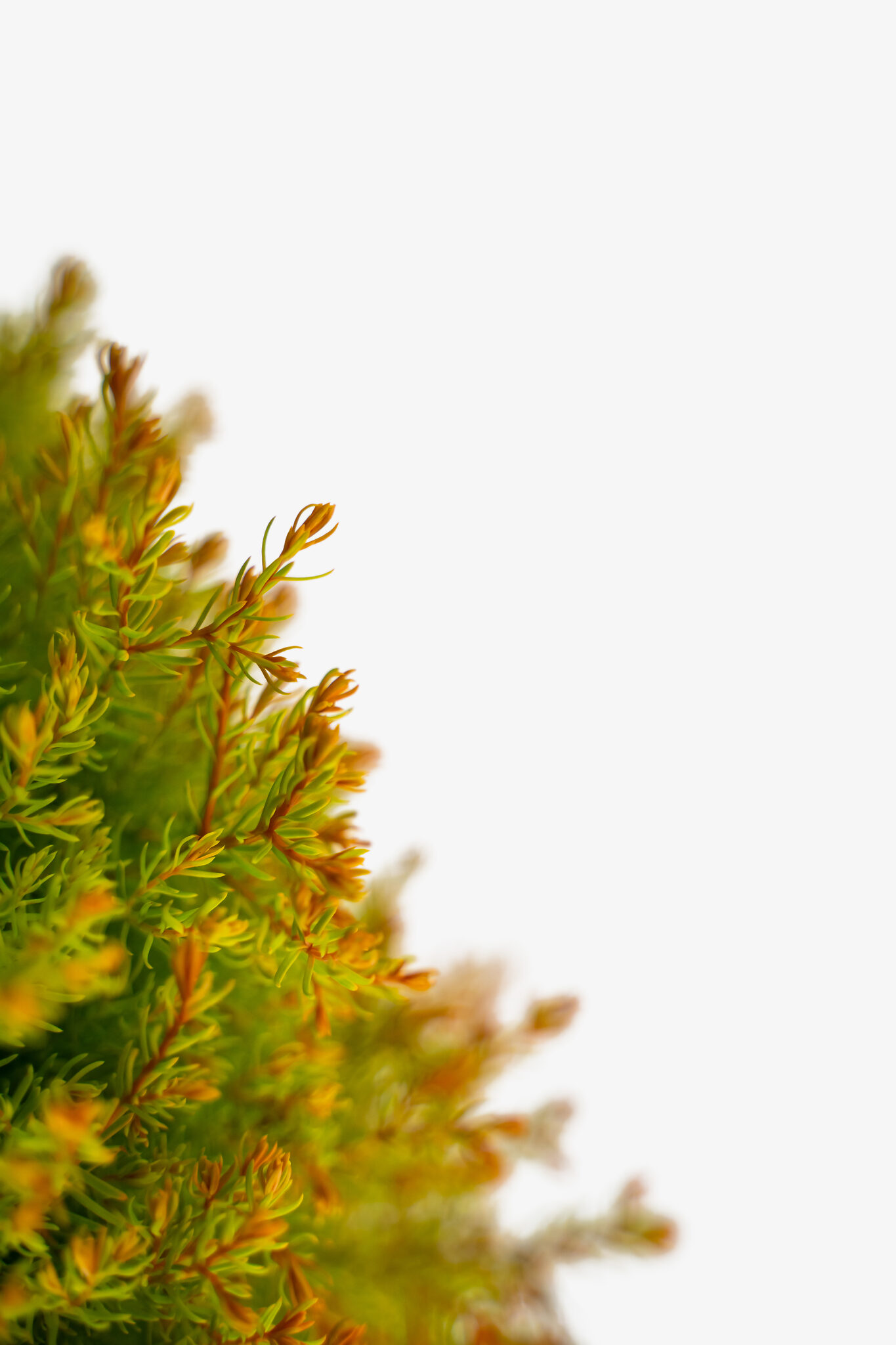 Fire Chief Arborvitae Trees For Sale Online The Tree Center   Fire Chief Arborvitae 3G 04 1365x2048 