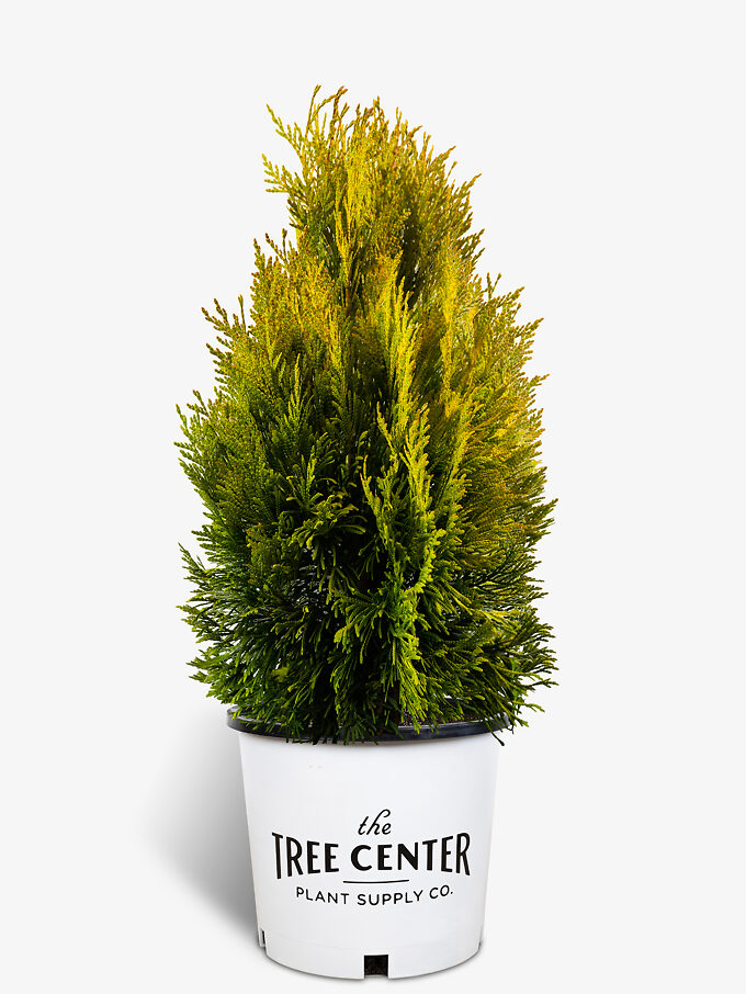 Arborvitae Trees For Sale Buy Arborvitaes Online The Tree Center