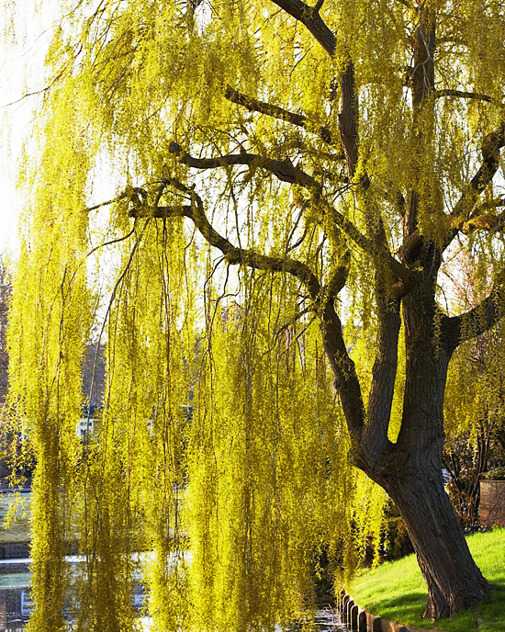 Weeping Golden Willow Trees For Sale Online | The Tree Center