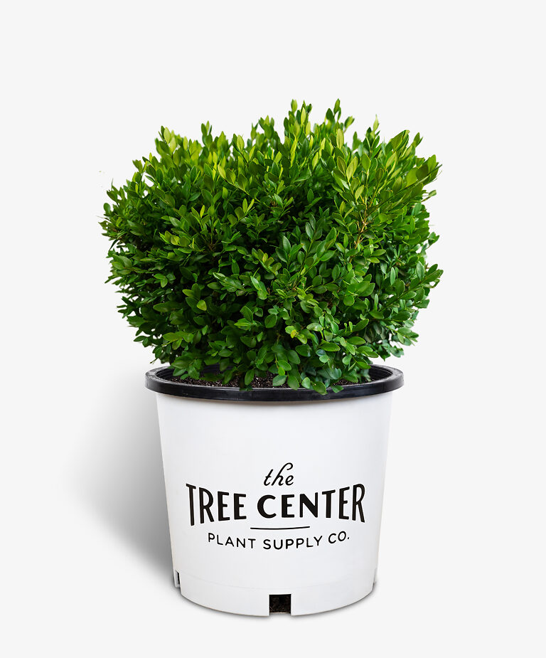 Green Velvet Boxwood Shrubs For Sale | The Tree Center