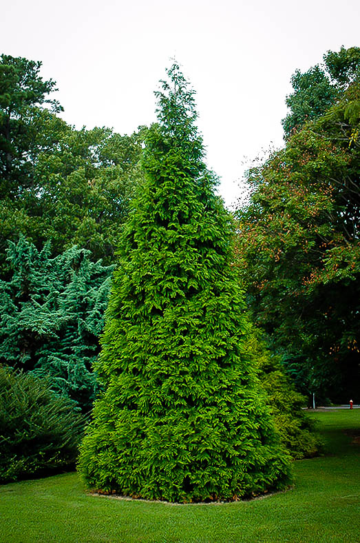 Complete Thuja Green Giant Guide Planting And Care Tips For Thuja Trees