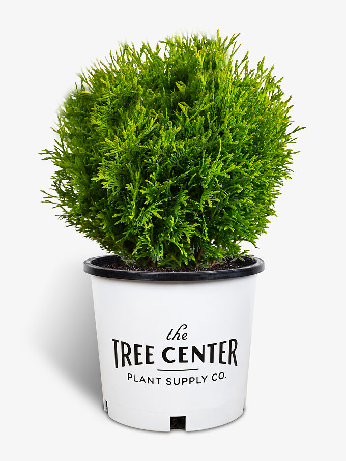 Arborvitae Trees For Sale Buy Arborvitaes Online The Tree Center