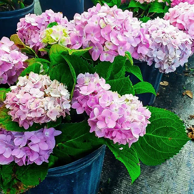 Penny Mac Hydrangea For Sale The Tree Center