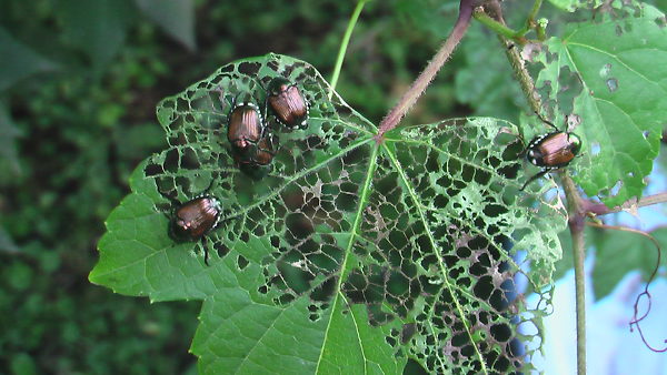 How to Get Rid Of Japanese Beetles | The Tree Center™