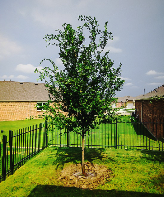 Lacebark Elm Tree For Sale Online The Tree Center