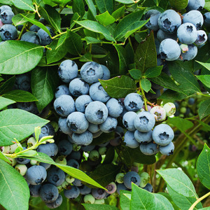 Legacy Blueberry For Sale | The Tree Center