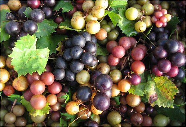 How To Identify Muscadine Grapes