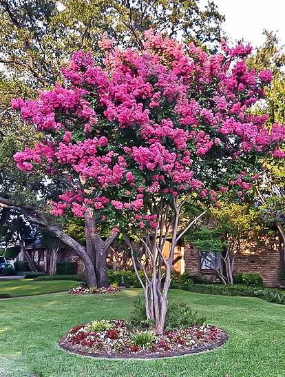 Mystic Magenta Crape Myrtle For Sale Online | The Tree Center