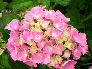 Pink Parfait Bigleaf Hydrangea | The Tree Center™