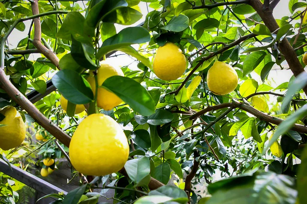 How To Prune A Lemon Tree