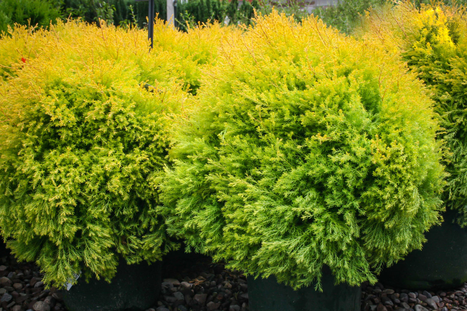 Buy Rheingold Arborvitae Online | The Tree Center