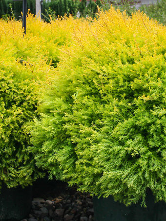 Steeplechase Arborvitae Trees For Sale The Tree Center