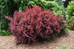 Ruby Carousel® Barberry For Sale | The Tree Center