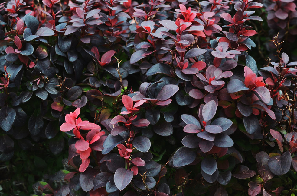 Ruby Carousel® Barberry For Sale | The Tree Center