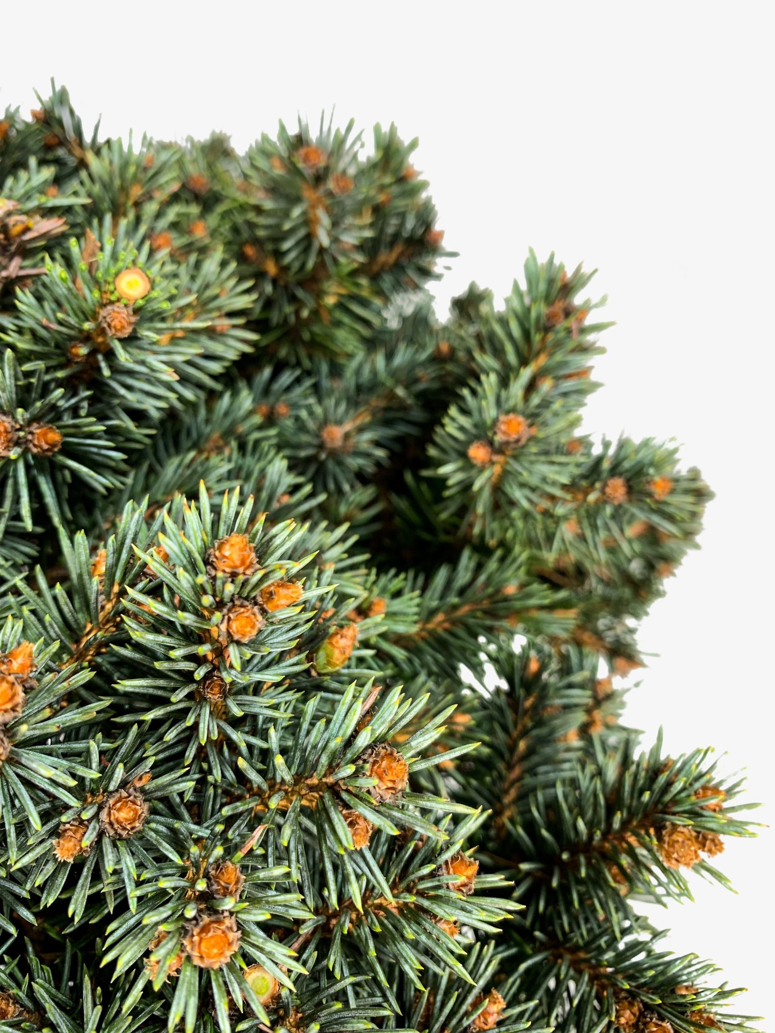 Dwarf Blue Pearl Colorado Spruce Trees For Sale | The Tree Center