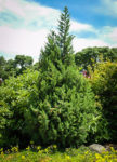 Star Power Juniper for Sale Online | The Tree Center