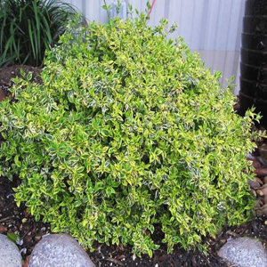 Twist of Lime Abelia For Sale Online | The Tree Center