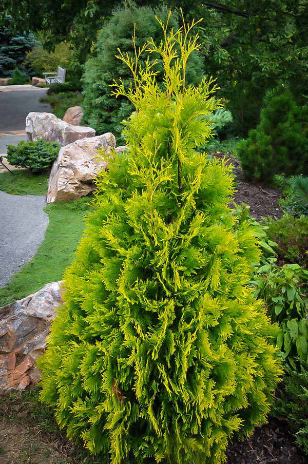 Yellow Ribbon Arborvitae For Sale Online | The Tree Center