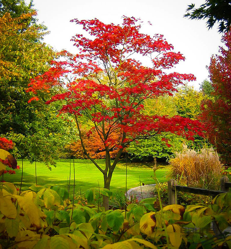 Fernleaf Full-moon Japanese Maple Trees For Sale 