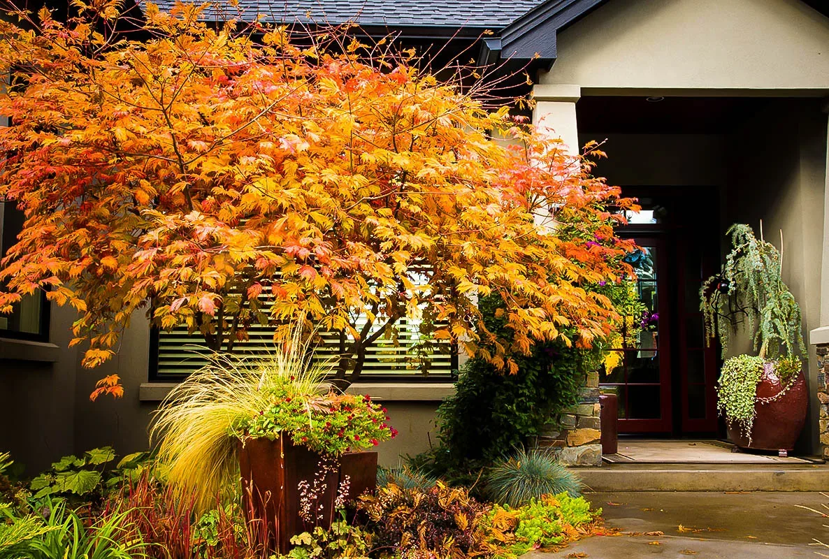 Fernleaf Full-Moon Japanese Maple Trees For Sale | The Tree Center