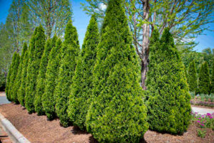 American Arborvitae For Sale | The Tree Center