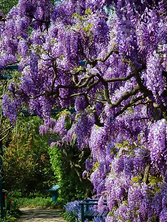 Amethyst Falls Wisteria For Sale Online