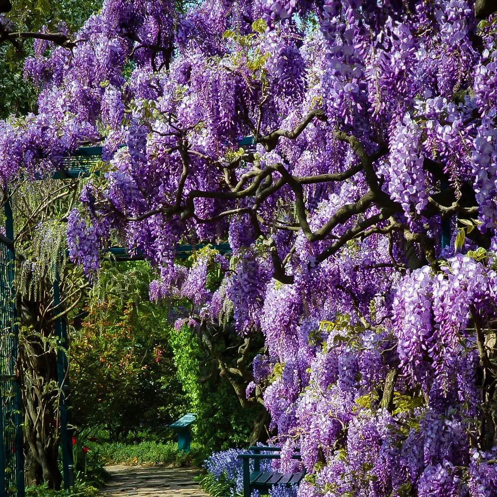 Amethyst Falls Wisteria For Sale Online