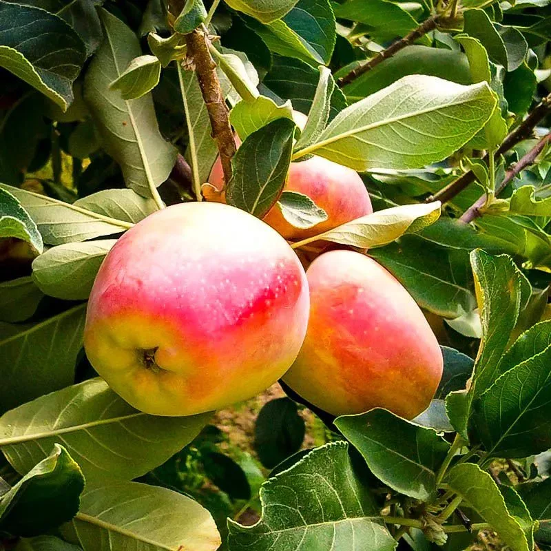 https://www.thetreecenter.com/c/uploads/anna-southern-apple-tree-2-jpg-webp.webp