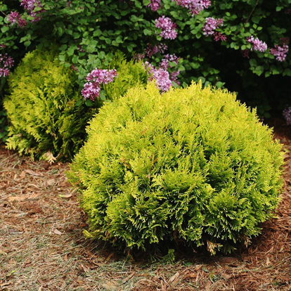 Anna's Magic Ball Arborvitae For Sale | The Tree Center