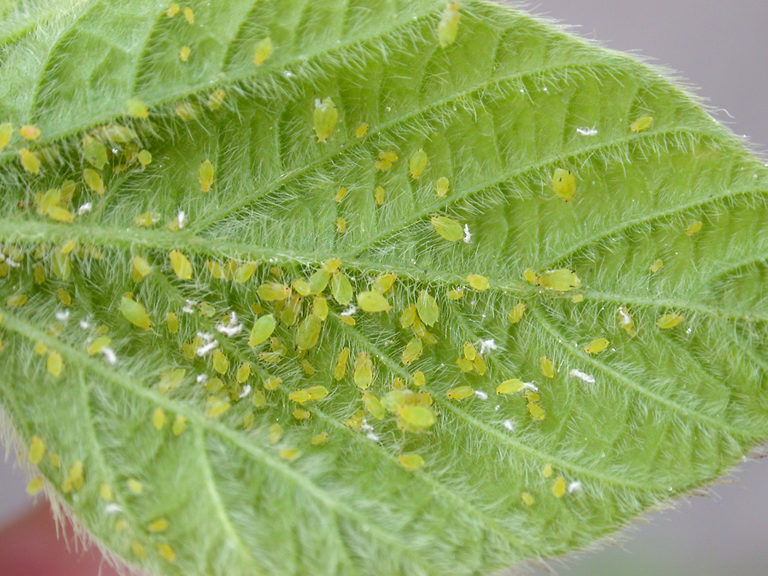 how-to-get-rid-of-aphids-on-plants-and-trees-remove-aphids-from