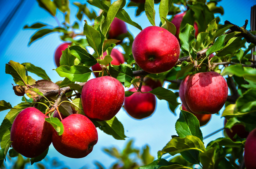 Rome Beauty Apple Trees For Sale Online | The Tree Center