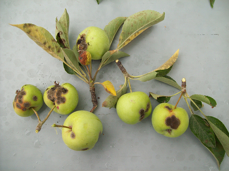 Featured image of post View 21 Apple Tree Diseases