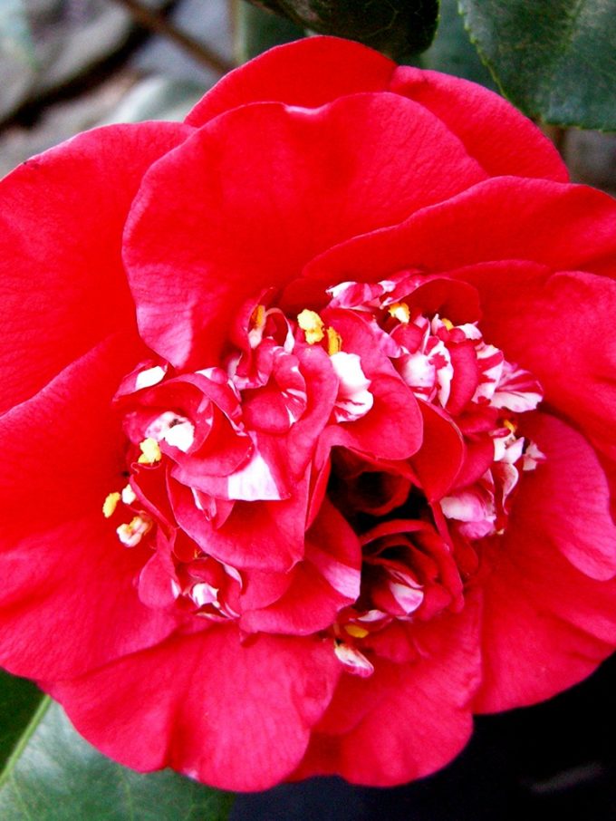 Camellia Plants For Sale Buy Camellias Online The Tree