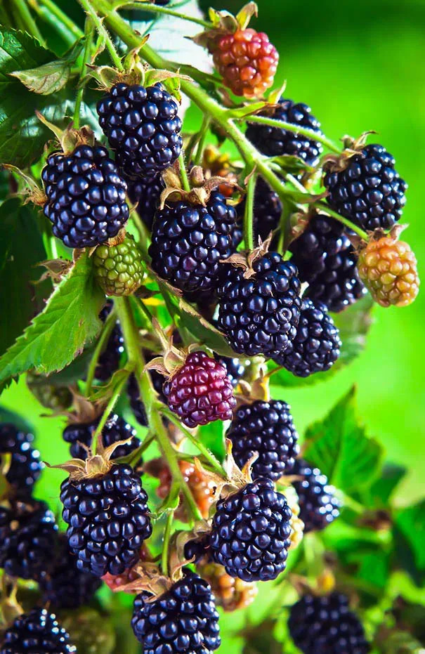 Arapaho Thornless Blackberry Bushes For Sale | The Tree Center