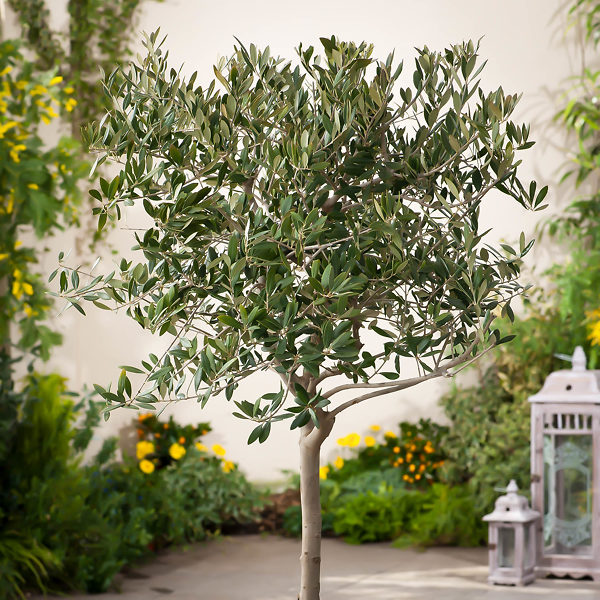 Arbequina Olive Tree  Arbequina Olive Tree for Sale - PlantingTree