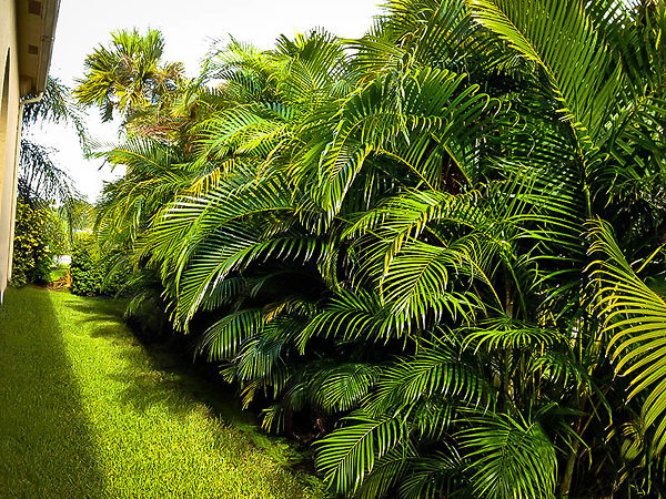Areca Palm The Living Room Plant