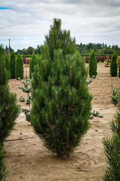 Arnold Sentinel Austrian Pine Trees For Sale | The Tree Center