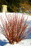 Arctic Fire Red Twig Dogwood Shrubs For Sale | The Tree Center