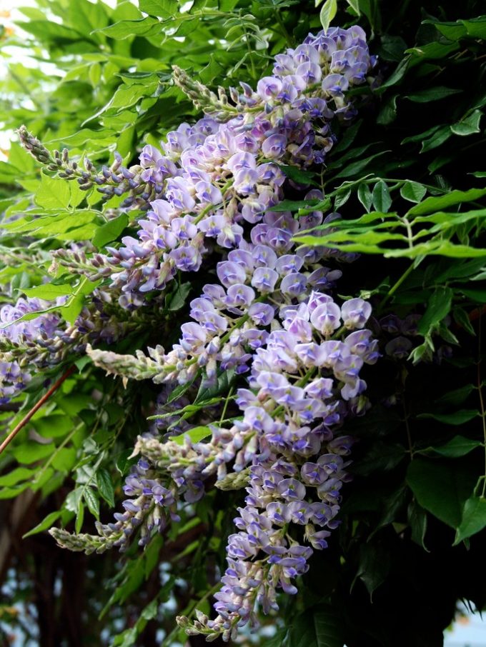 Amethyst Falls Wisteria For Sale | The Tree Center