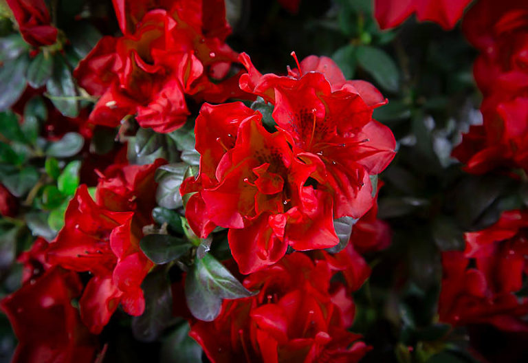 Autumn Fire Encore Azaleas For Sale Online | The Tree Center