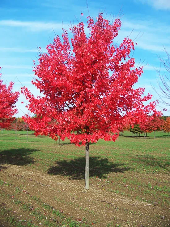 Hurtig stil interferens Autumn Radiance Red Maples For Sale Online | The Tree Center