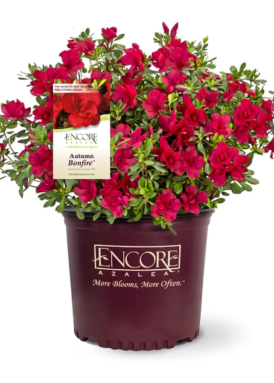 Autumn Bonfire Encore Azaleas For Sale | The Tree Center