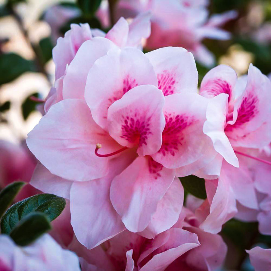 Autumn Chiffon Encore Azaleas For Sale | The Tree Center