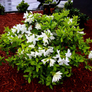 Autumn Lily Encore Azaleas For Sale | The Tree Center