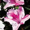 Autumn Twist Encore Azaleas For Sale | The Tree Center