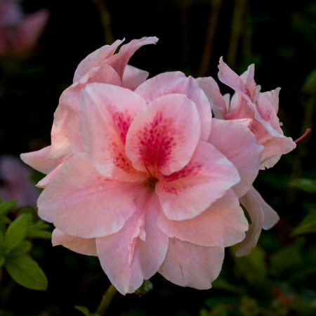 Autumn Belle Encore Azaleas For Sale | The Tree Center